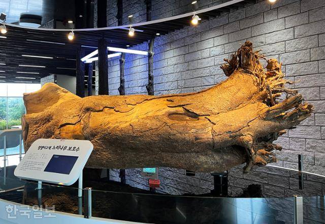 영인산 산림박물관 로비에 강풍에 쓰러진 청댕이고개 느티나무가 전시돼 있다.
