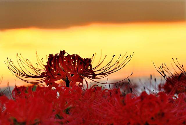 전남 영광군 불갑사 경내에 아침 햇살이 비치면서 꽃무릇 군락이 잠에서 깨어나고 있다.