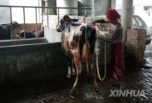 인도 펀자브주에서 소를 씻기는 주민. [신화 연합뉴스 자료사진. 재판매 및 DB 금지]