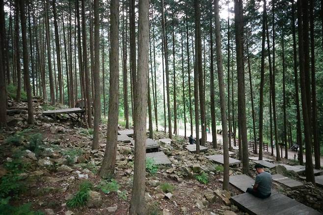 편백숲. 강종임 해설사 제공