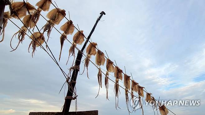 오징어가 있는 강릉의 가을 (강릉=연합뉴스) 유형재 기자 = 22일 강원 강릉시 주문진읍 바닷가에서 오징어가 가을볕에 맛있게 말라가고 있다. 2022.9.22 yoo21@yna.co.kr