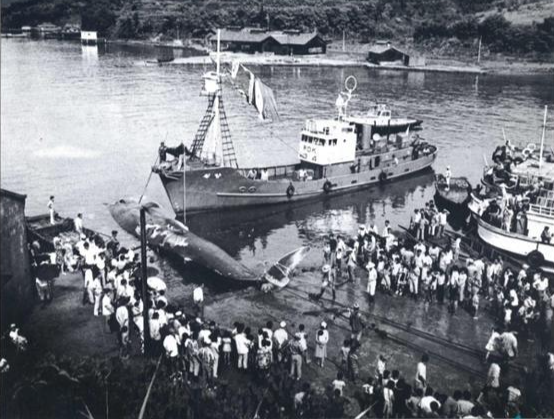 1970년대 장생포 고래잡이 부두 모습. 포경선이 배 옆에 고래를 낀 채 귀항하면 마을에서는 잔치가 벌어지곤 했다. 울산시 남구 제공