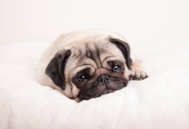 지난달 국제학술지 '커런트 바이올로지'에 발표된 연구 결과에 따르면 개들은 반려인과 재회했을 때 기쁨의 눈물을 흘린다. 게티이미지뱅크 *이해를 돕기 위한 자료 사진입니다.