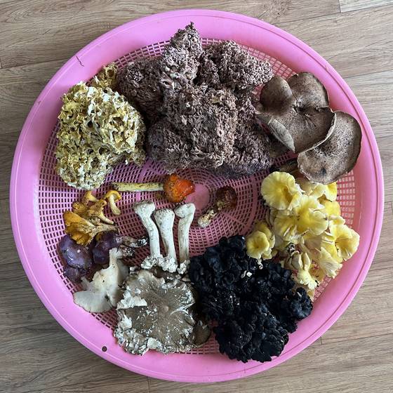 지난달 21일 새벽 산에서 따온 버섯. [사진 이택희]