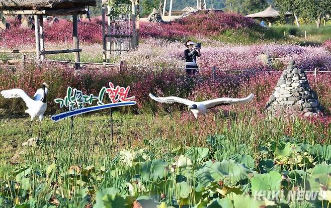 철원군청 시설사업소 김종석(53세) 씨는 “고석정꽃밭에 오시면 생각보다 큰 규모에 아름다운 꽃들에 놀라실 것”이라며 “꽃 관람과 함께 다양한 문화공연, 체험, 먹거리도 준비되어 있다. 직원들 모두 최선을 다해 꽃밭과 시설물을 관리하고 있으니 가을이 가기 전에 한번 방문하길 바란다”고 말했다.