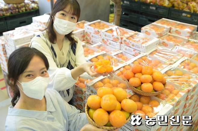 25일 농협유통 하나로마트 서울 양재점에서 모델들이 씨 없는 감으로 유명한 ‘청도 반시’를 소개하고 있다.