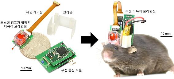 약물 전달와 뇌신호 측정이 동시에 가능한 무선 다목적 브레인칩과 이를 장착한 생쥐 사진. 고려대 의대 제공