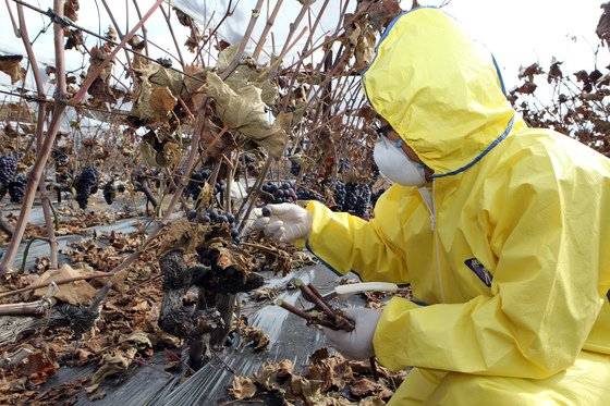 경북 구미 불산가스 누출로 막대한 피해가 발생한 산동면 봉산리에서 2012년 10월 8일 경북도 관계자들이 과수 피해를 조사하고 있다. 연합뉴스