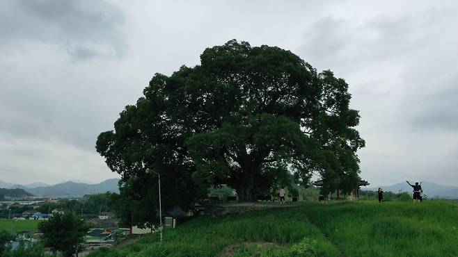천연기념물로 지정된 창원 북부리 팽나무. (문화재청 제공)