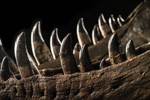 '셴'의 이빨 모습. 크리스티 제공