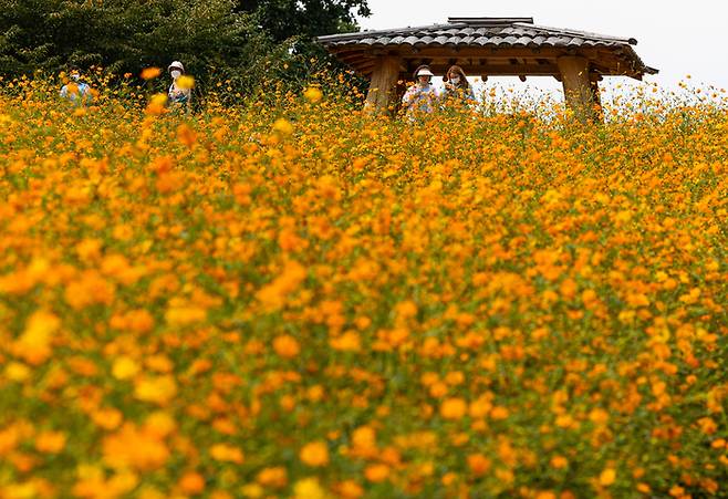 지난 28일 오후 서울 송파구 올림픽공원을 찾은 시민들이 노랑 코스모스밭을 거닐고 있다. 연합뉴스