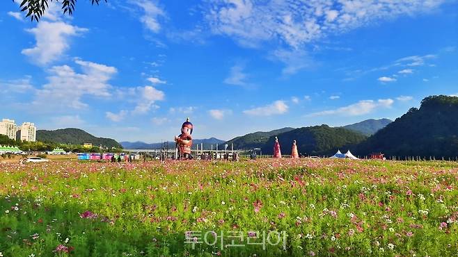 코스모스 활짝 피어난 공주군 금강신관공원