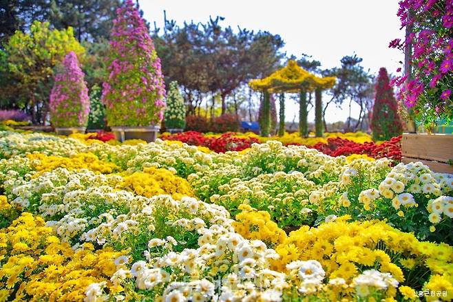 익산 천만송이 국화축제