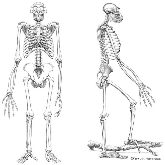 아트스트 제이 매터네스가 상상한 아르디의 모습. 부러지거나 발견되지 않은 뼈까지 그려 전체 골격을 표현했다. 김영사 제공