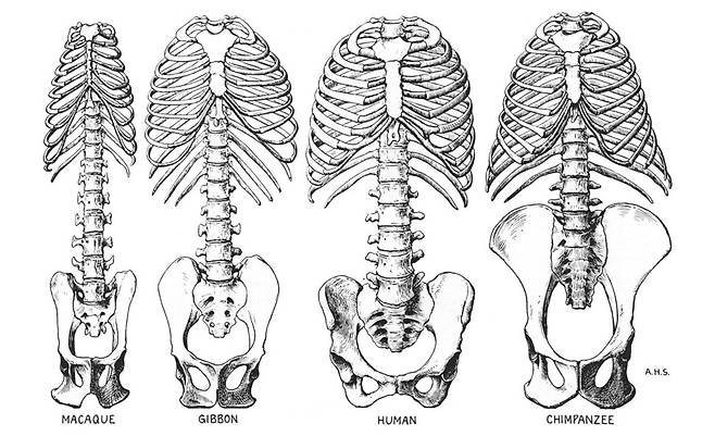 척주와 갈비뼈, 골반의 비교해부학. 왼쪽부터 마카크원숭이, 기번, 인간, 침팬지. 침팬지는 긴 엉덩뼈가 아래 허리뼈에 갇혀있고 허리가 뻣뻣하다. 김영사 제공