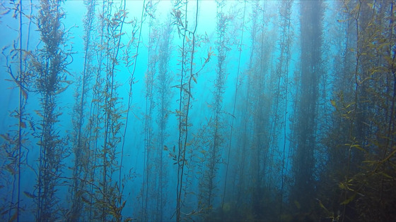 A sargassum forest seen in Seogwipo, Jeju Island in April, 2018 [GREEN KOREA]