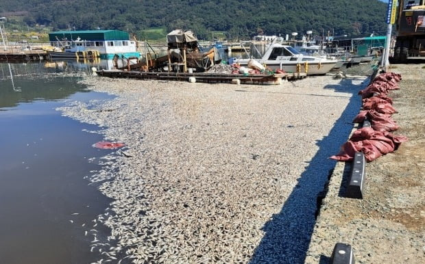 1일 새벽 경남 창원시 마산합포구 진동면 다구리 해안가에 떠밀려와 쌓인 죽은 청어 새끼. /사진=연합뉴스