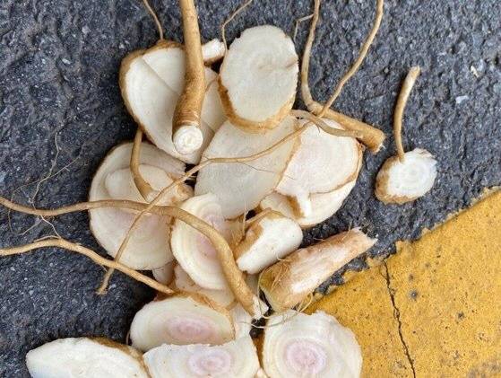 식중독 유발한 식물 뿌리 [사진 출처 = 연합 뉴스]