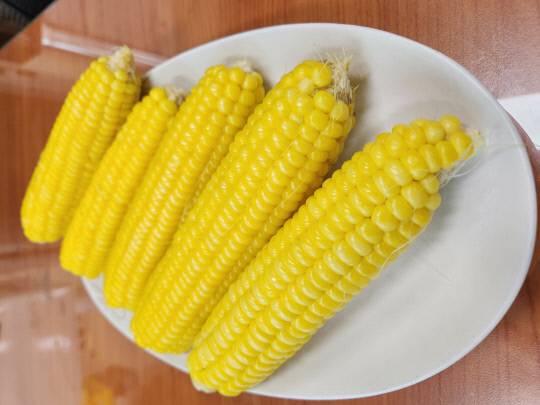 유기농 대학단옥수수      사진=괴산군 제공