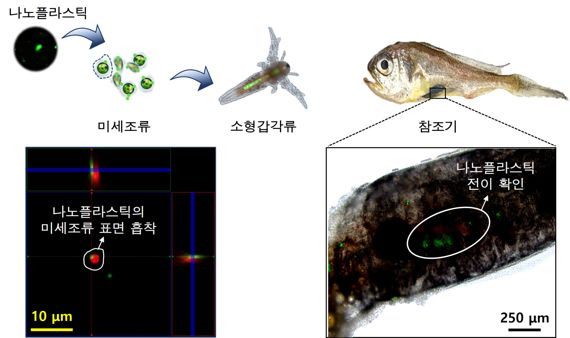 나노플라스틱이 미세조류 표면에 달라붙고, 이 미세조류를 소형갑각류가 먹은뒤, 최종적으로 참조기가 소형갑각류를 잡아먹는데 모든 먹이사슬에서 나노플라스틱이 소화관에 달라붙어 있고 밖으로 배출되지 않고 남아 있다. 안윤주 교수 제공