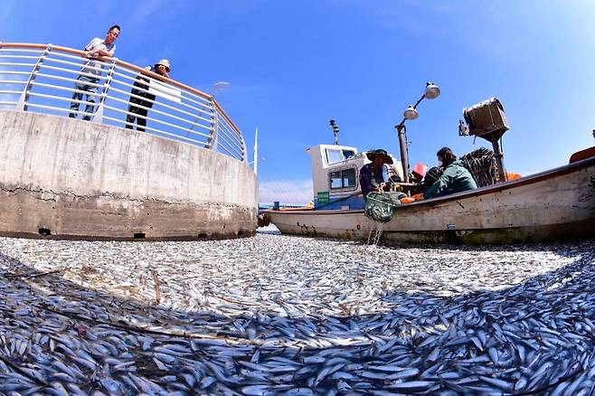 지난 2일 창원특례시 마산합포구 마산해양신도시인근 바닷가에 죽은 물고기들이 물위에 가득차 있었다.이날 오후 물고기 수거 작업이 진행되고 있다. 경남도민일보 제공