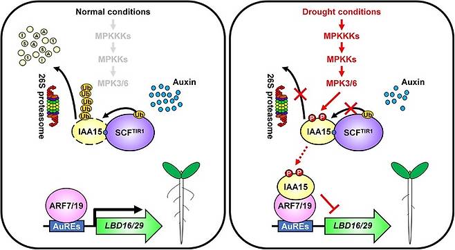[진주=뉴시스]가뭄 재해에서 IAA15에 의한 식물 곁뿌리 발달 조절 메커니즘. *재판매 및 DB 금지