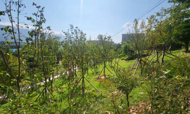 ▲성산구 성주동 141번지 일원에 조성된 ‘미세먼지 차단 숲’ ⓒ푸른도시사업소 공원녹지과 이령란 주무관