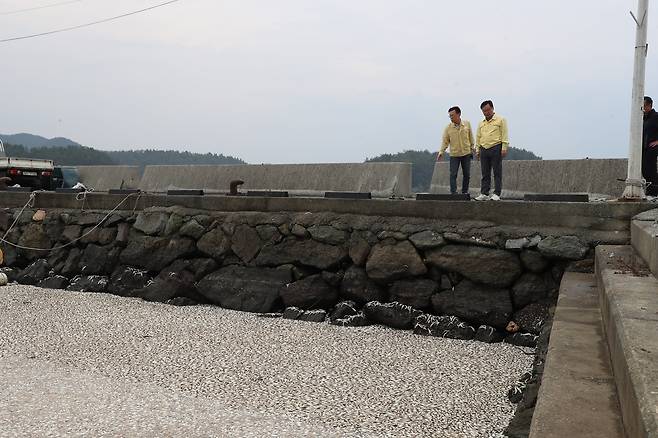 창원 마산만 일대 어린 청어 집단 폐사. - 죽은 어린 청어가 해안가에 떠밀려 쌓여 있다