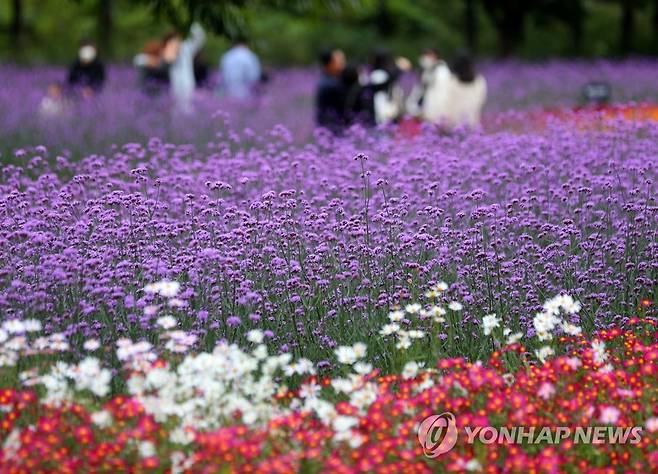인제 가을꽃축제 찾은 관광객들 [연합뉴스 자료사진]