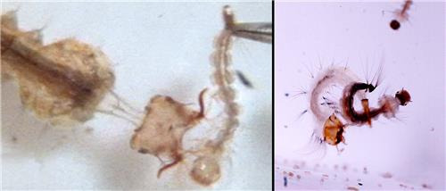 머리(왼쪽)와 꼬리를 이용해 사냥하는 모기 포식 유충  [Hancock et al 2022, Annals of the Entomological Society of America 제공/ 재판매 및 DB 금지] photo@yna.co.kr