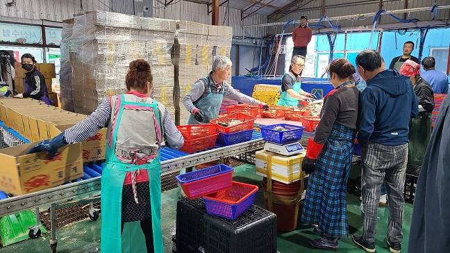 활꽃게를 분류하고 포장 작업하는 사람들./사진=김아름 기자 armijjang@