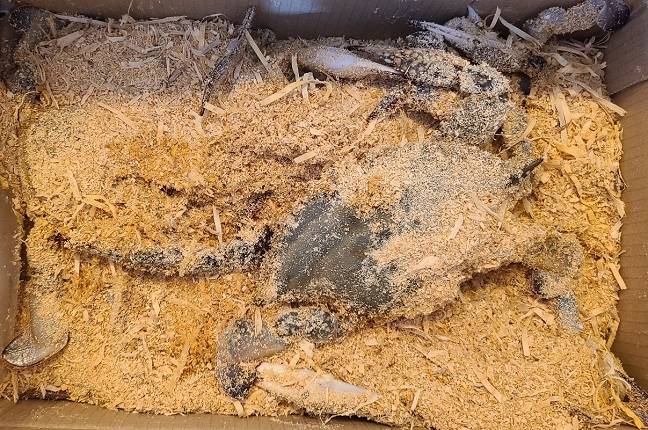 샛별배송으로 받아 본 신진도 햇꽃게. 박스를 열자마자 꽃게가 살아 움직일 정도로 신선했다. /사진=김아름 기자 armijjang@