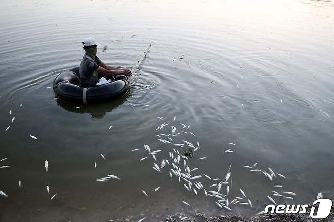 시리아 하마주 티그리스강에서 한 남성이 죽은 물고기가 떠다니는 가운데 그물을 당기고 있다. 이 강엔 인근 설탕공장에서 사용된 후 버려진 화학물질이 가득한 것으로 알려졌다. 2022.07.03 ⓒ AFP=뉴스1 ⓒ News1 김예원 기자
