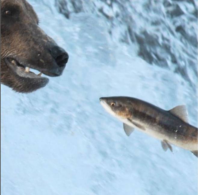 폭포를 뛰어오르던 연어가 곰과 딱 마주친 사진이 소셜미디어에서 화제가 되고 있다. /National Parks Service instagram