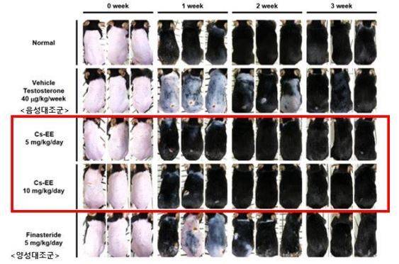 ‘코나루스 세미데칸드러스’ 추출물(Cs-EE)의 모발 성장 촉진 및 증모 효과. 환경부 제공