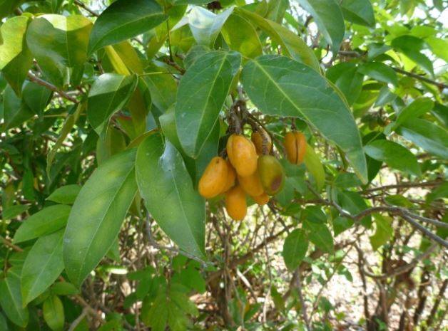 코나루스 세미데칸드러스. 환경부 제공