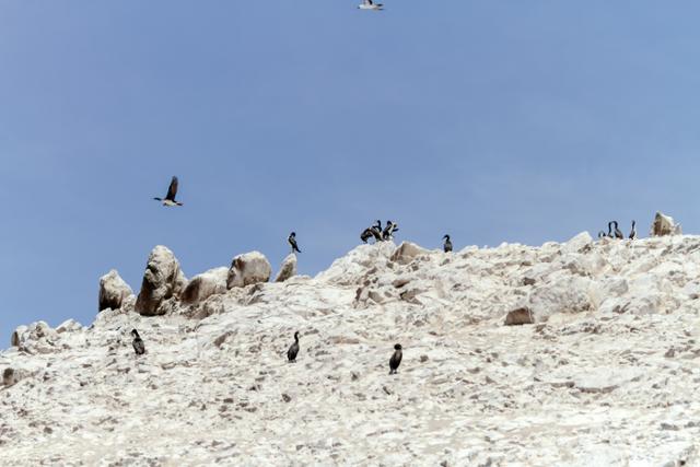 페루 바예스타스 섬이 건조, 퇴적된 조류 분변 구아노로 새하얗게 뒤덮여 있다. 게티이미지뱅크