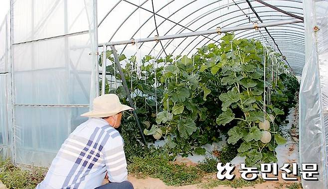 전북 고창군 공음면 농민 김민철씨는 함께 일하던 외국인 계절근로자 10명이 불시에 사라져버려 영농에 큰 차질을 빚고 있다. 김씨는 멜론 수확기를 맞았지만 일손이 없어 막막한 상황이다.