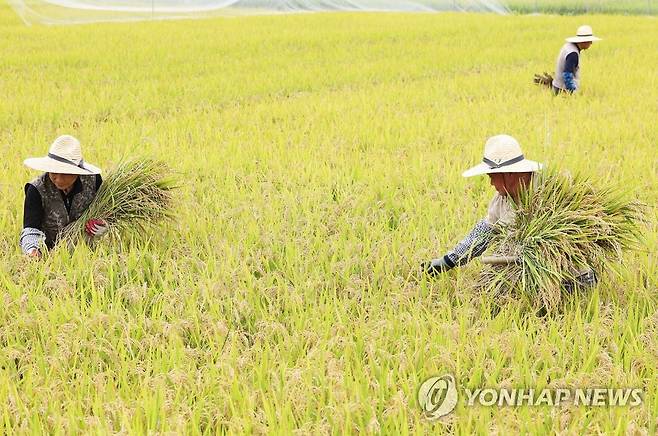 수확의 계절 (수원=연합뉴스) 홍기원 기자 = 15일 오후 경기도 수원시 권선구 농촌진흥청 국립식량과학원 중부작물부 시험재배논에서 관계자들이 '해들' 품종 벼를 수확하고 있다. 2022.9.15 xanadu@yna.co.kr