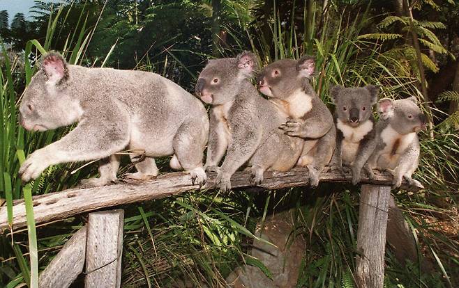 호주의 대표적 멸종위기종 코알라.(사진= AFP통신)