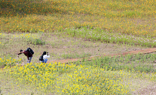 6일 서울 종로구 송현동 부지에 마련된 녹지광장에서 시민들이 야생화를 촬영하고 있다. 연합뉴스
