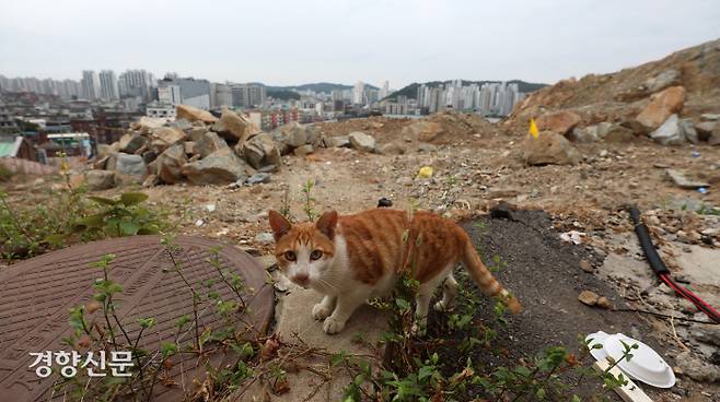 경기 광명시 재개발 공사장에서 서식하는 길고양이가 공사장 안 쪽에서 카메라 렌즈를 바라보고 있다. 오지영 광명길고양이친구들 대표는 이처럼 재개발·재건축 지역에서 서식하는 고양이가 광명시에만 500마리 이상이 될 것으로 짐작했다.