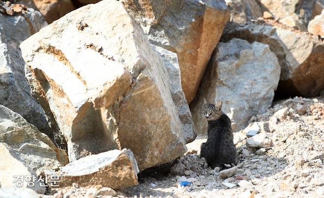 길고양이가 재개발 공사장 안 부서진 바위 옆에 서있다. 렌즈를 한참 동안 바라보던 고양이는 날카롭게 부서진 바위틈으로 사라졌다.