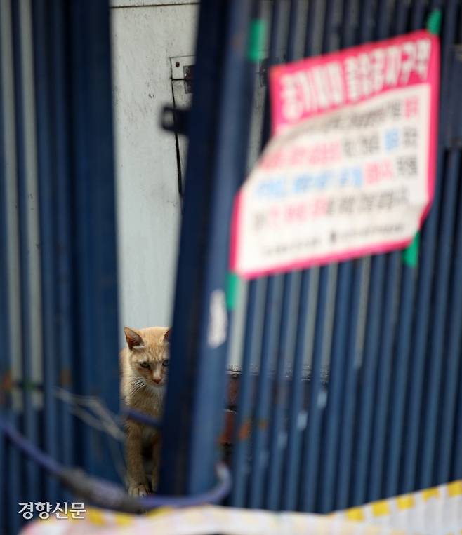 길고양이 한 마리가 재개발 구역 내 공가 출입 금지 스티커가 부착된 대문 뒤에서 렌즈를 바라보고 있다.
