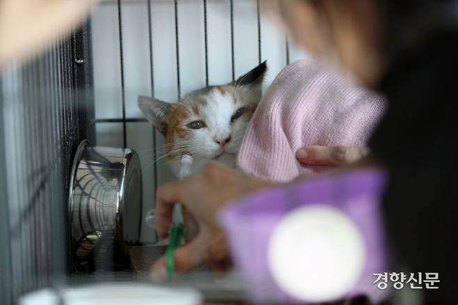 오지영 대표가 길동무에서 ‘소담이’에게 염증 치료약을 먹이고 있다. 소담이는 눈위 종양이 생긴 듯 부풀어올라 동물병원에 입원했다.