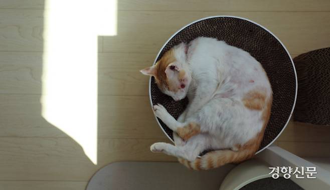 재개발 지역에 서식하다 구조된 ‘영감’이 햇살을 받으며 낮잠을 자고 있다.