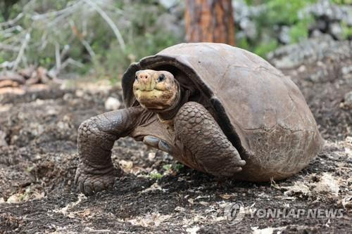 갈라파고스 페르난디나 자이언트 거북 [EPA=연합뉴스 자료사진. 판매금지]