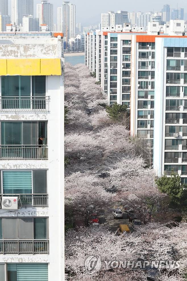 아파트 단지 뒤덮은 벚꽃 (부산=연합뉴스) 손형주 기자 = 완연한 봄 날씨를 보인 지난 2018년 28일 오후 부산 수영구 남천동에 벚꽃이 만개해 있다. 2018.3.28 handbrother@yna.co.kr