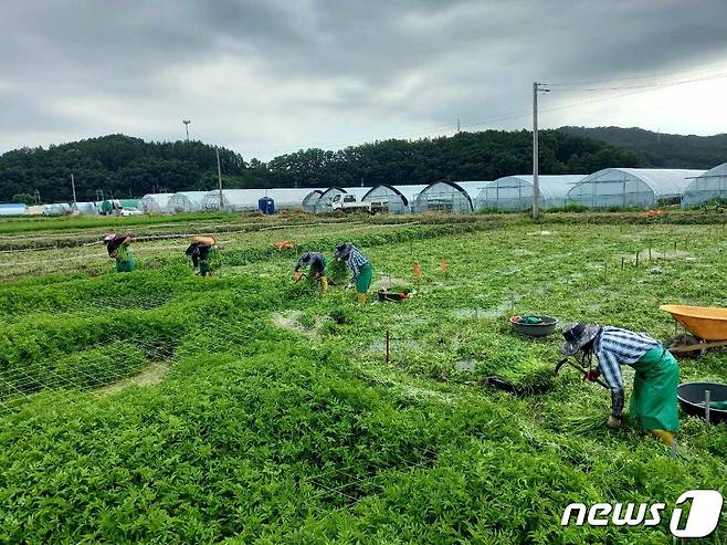 9일 충북 음성군은 올해 외국인 계절근로자 도입 효과를 기반으로 내년에는 더 많은 계절근로자를 지역농가에 공급할 계획이라고 밝혔다. 사진은 캄보디아 계절근로자 작업 모습.(음성군 제공)/뉴스1