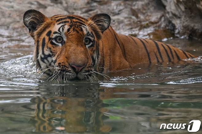 인도 뭄바이 한 동물원에서 세계 호랑이의 날인 지난 7월29일(현지시간) 벵골 호랑이가 수영을 하고 있다. 2021.12.31/news1 ⓒ AFP=뉴스1 ⓒ News1 김민수 기자(사진은 기사 내용과 무관함)